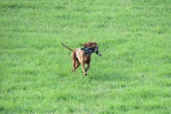 IMG_4607