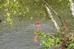 IMG_4635