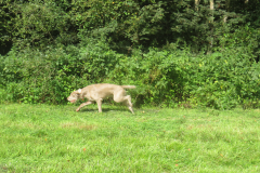 IMG_3981