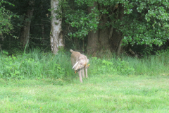IMG_3983