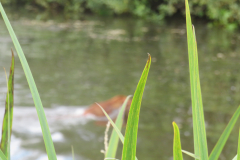 IMG_4181